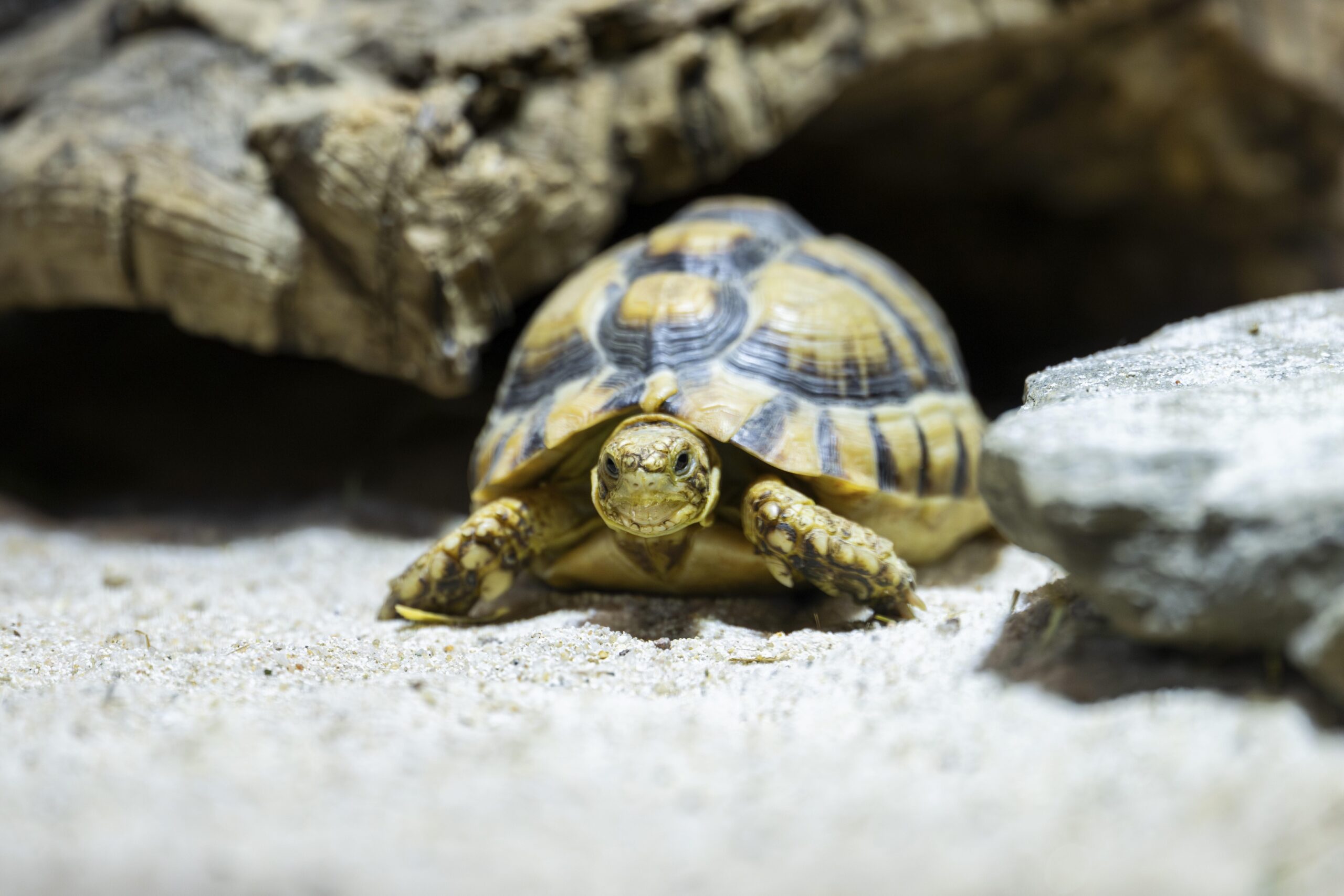 Schildkröte