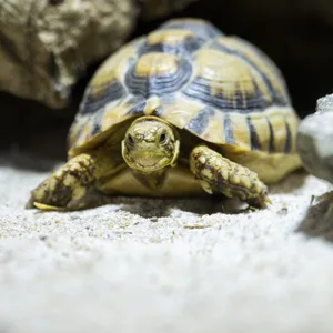 Schildkröte