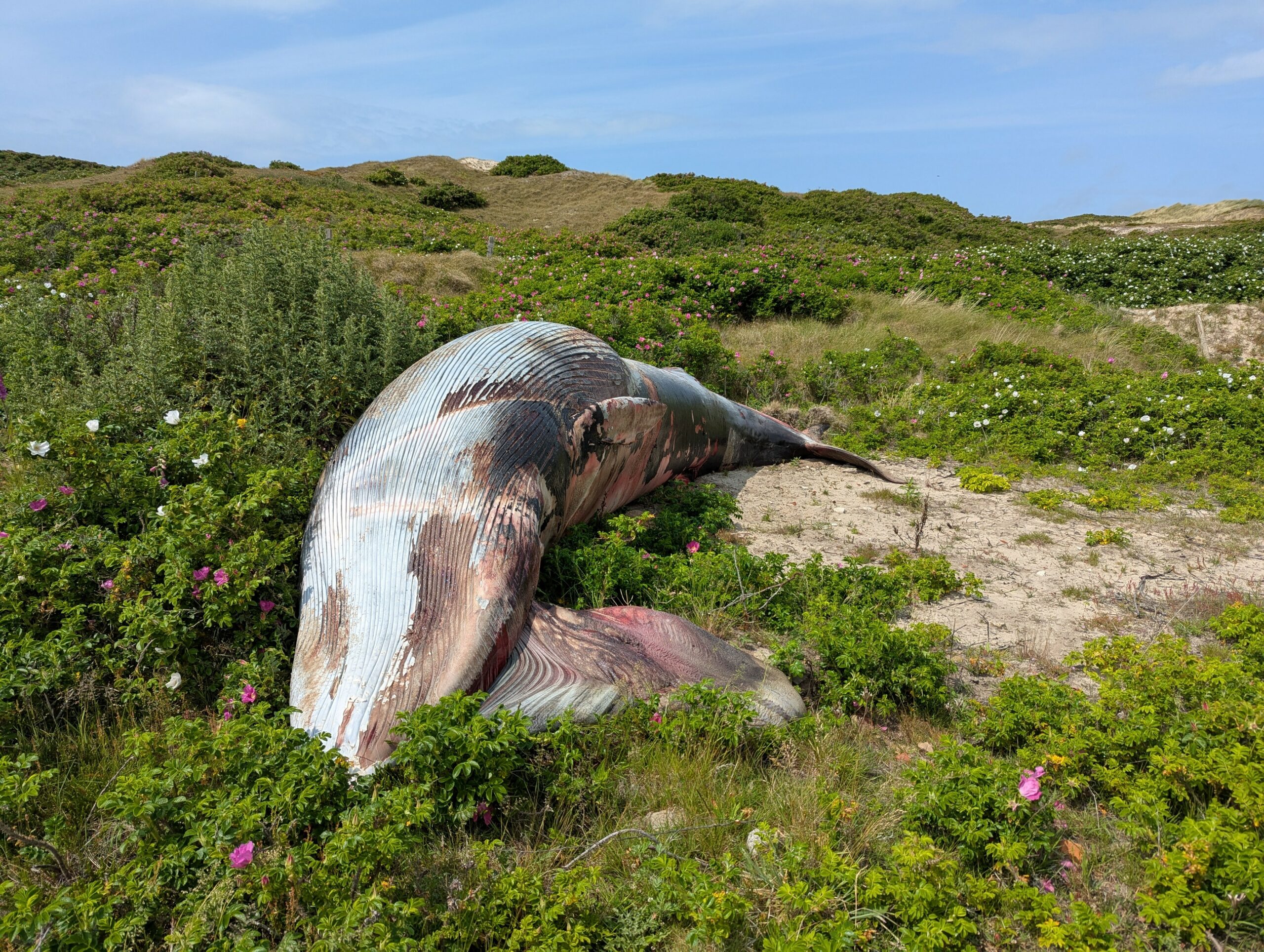 Toter Wal auf Sylt im Juni