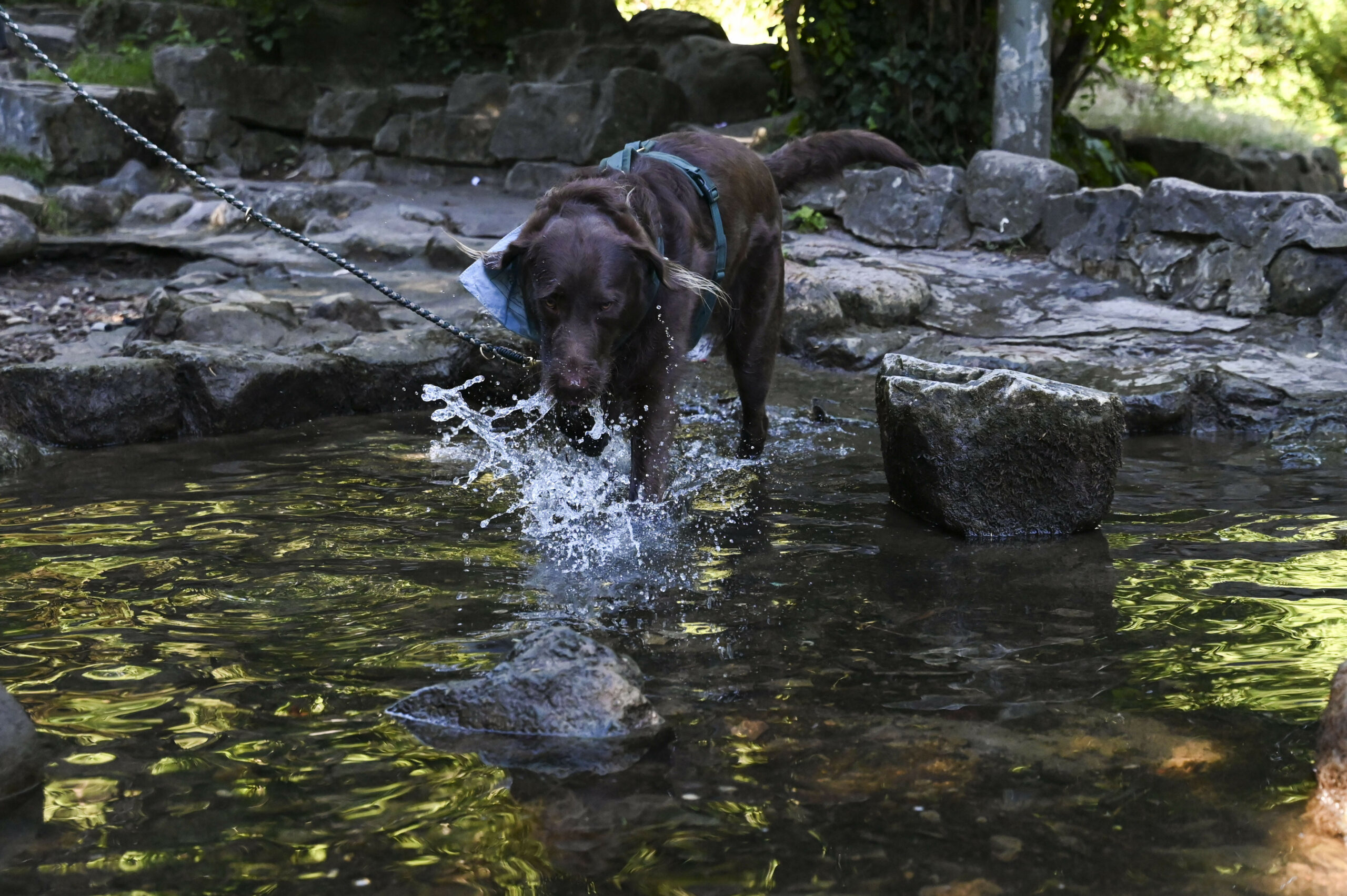 Hund, Hitze, Wasser