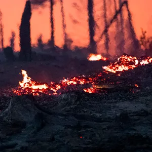 Waldbrand in der Saalfelder Höhe. Flammen ziehen sich über den Waldboden.