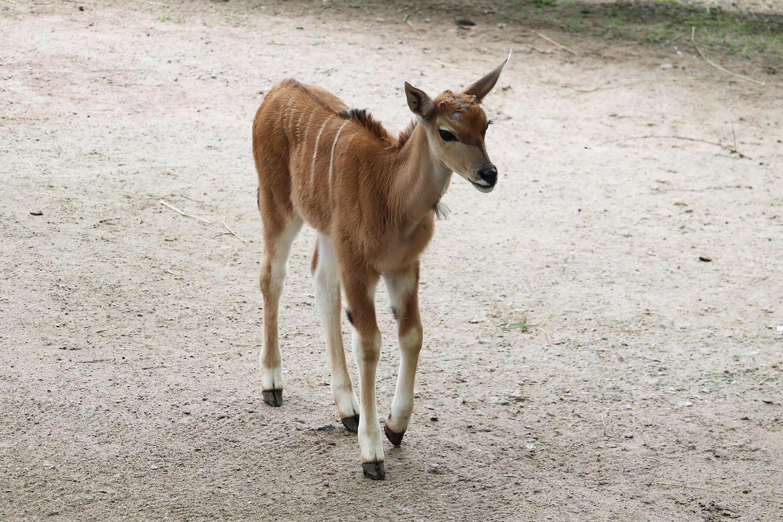 eine kleine Antilope