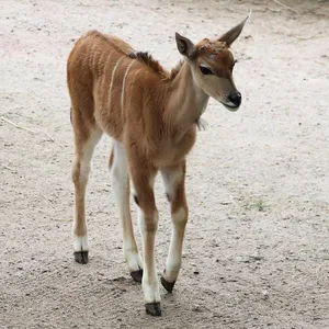 eine kleine Antilope