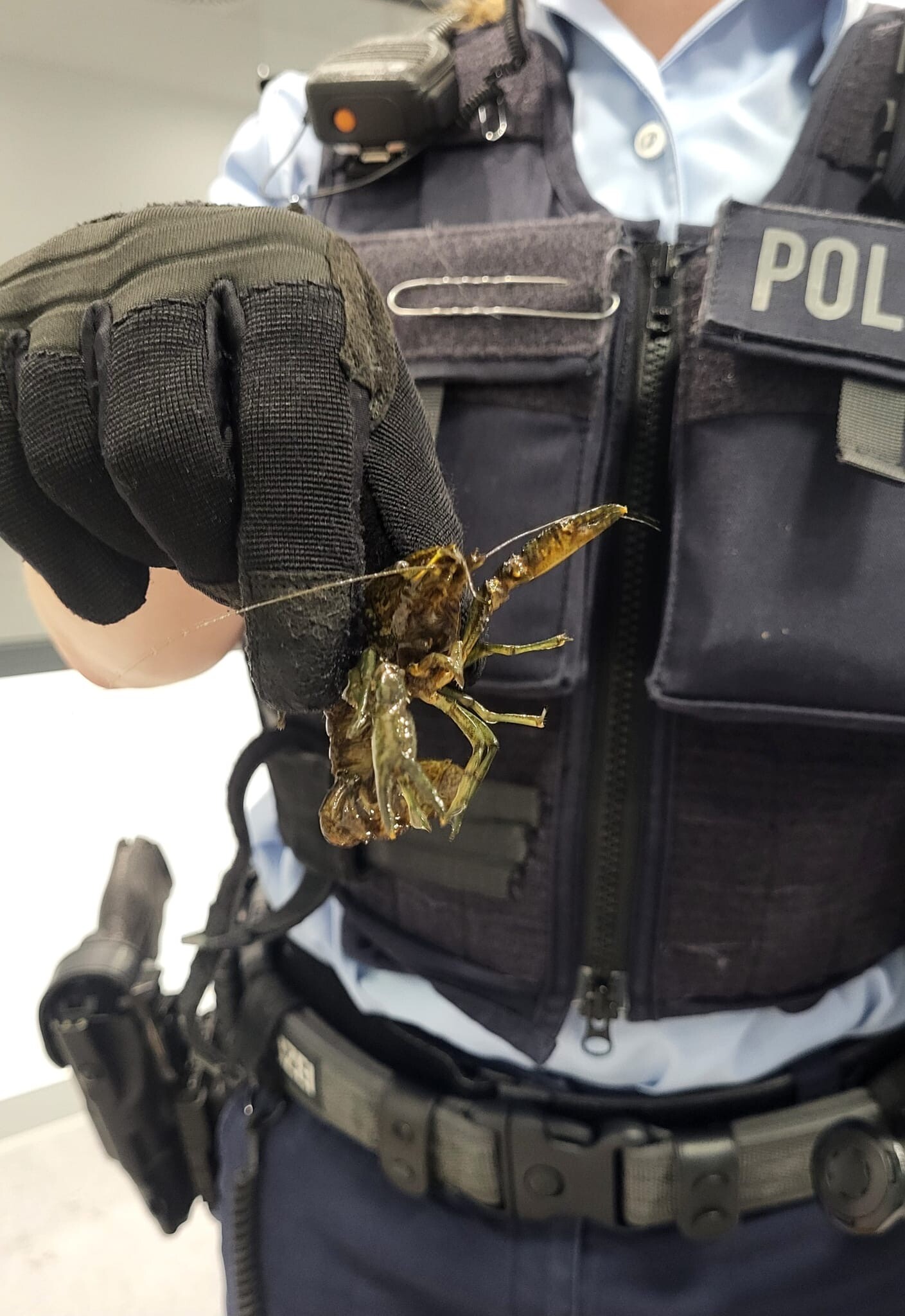 Ein Bundespolizist hält einen der freilaufenden Flusskrebse in der Hand.