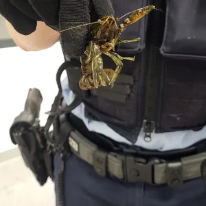 Ein Bundespolizist hält einen der freilaufenden Flusskrebse in der Hand.