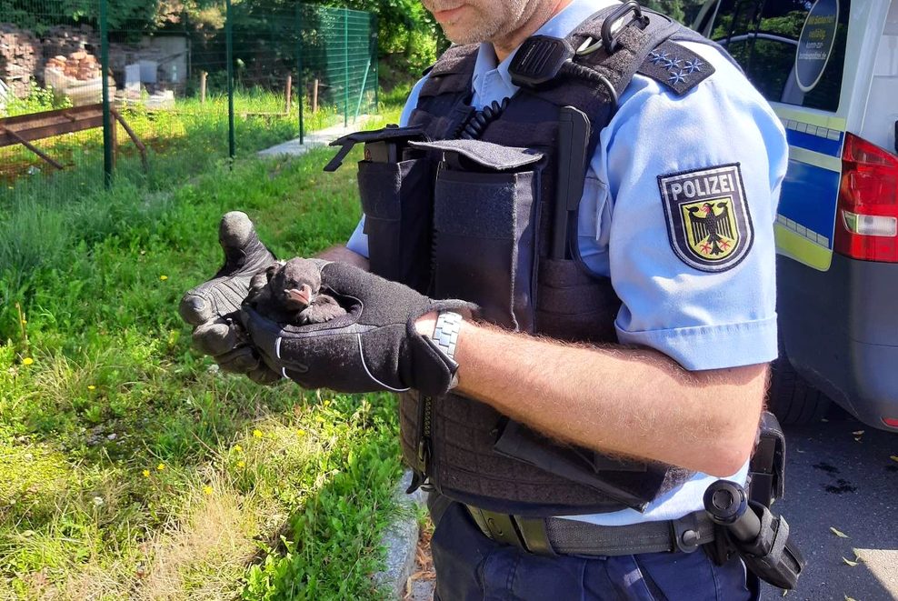 Ein Jungvogel in der Hand eines Polizisten