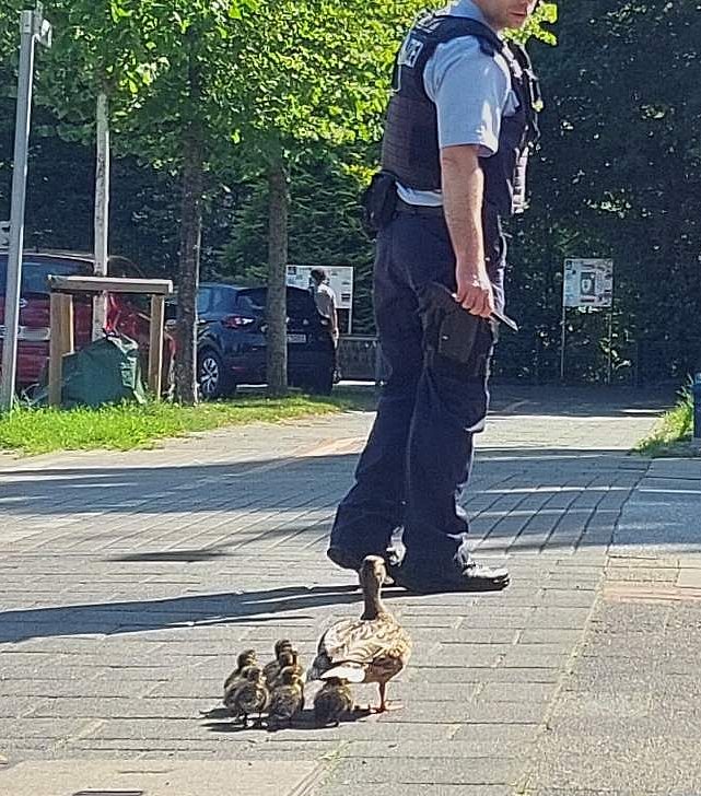 Eine Entenfamilie