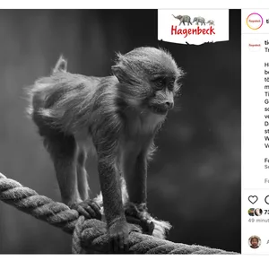 Mit diesem Instagram-Post gab der Tierpark Hagenbeck den Tod des jungen Affen bekannt.
