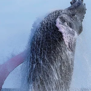Buckelwal steigt aus dem Wasser auf