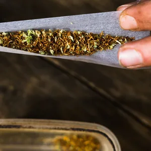 Ein Mann dreht einen Joint mit getrockneten Cannabisblüten (Marihuana).