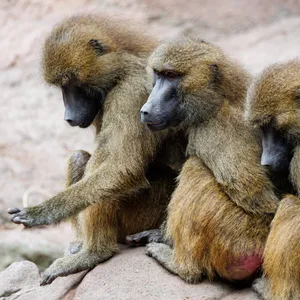 Paviane sitzen in ihrem Gehege im Tiergarten Nürnberg.