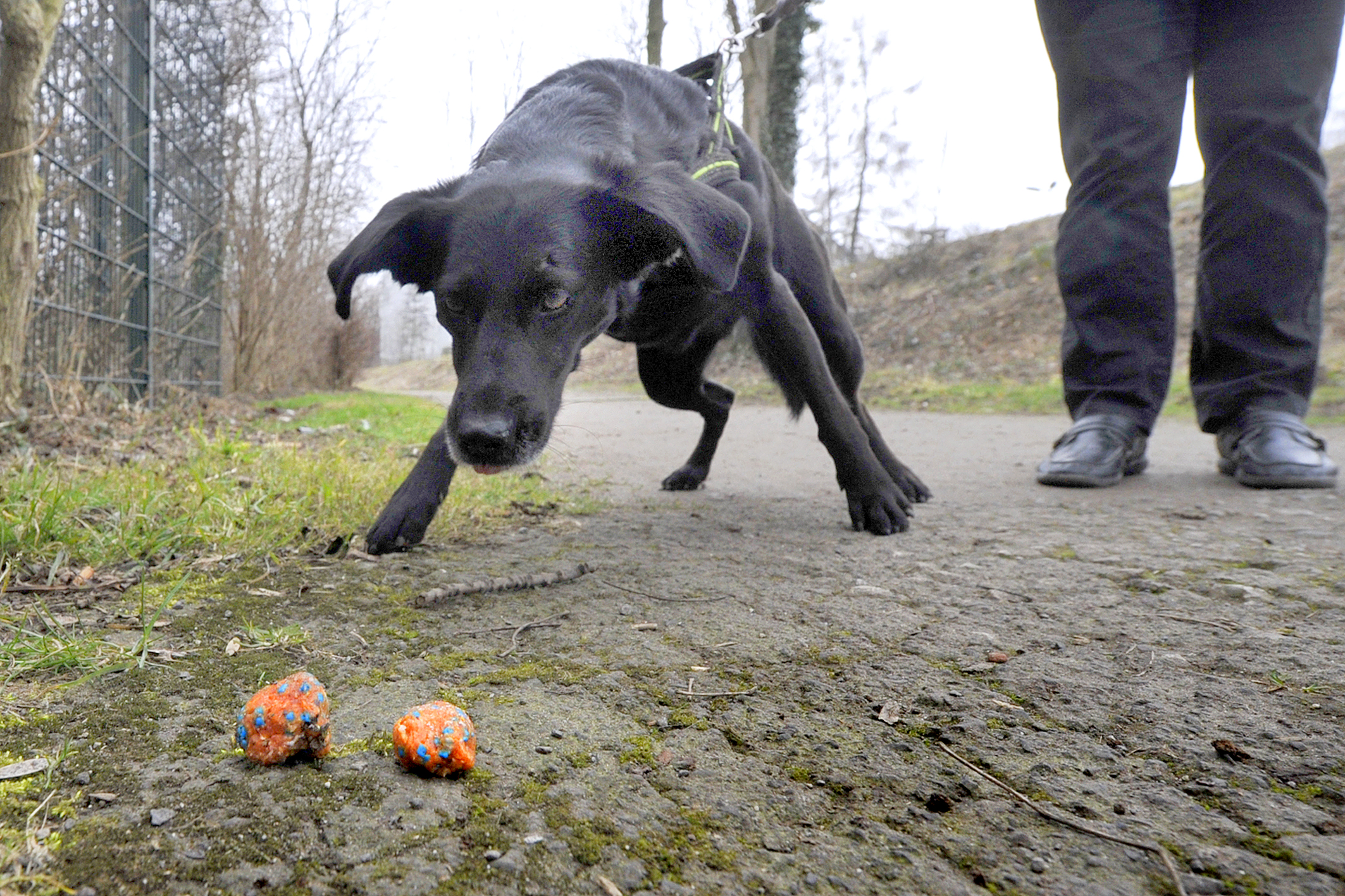 Hund an der Leine frisst Hundeköder