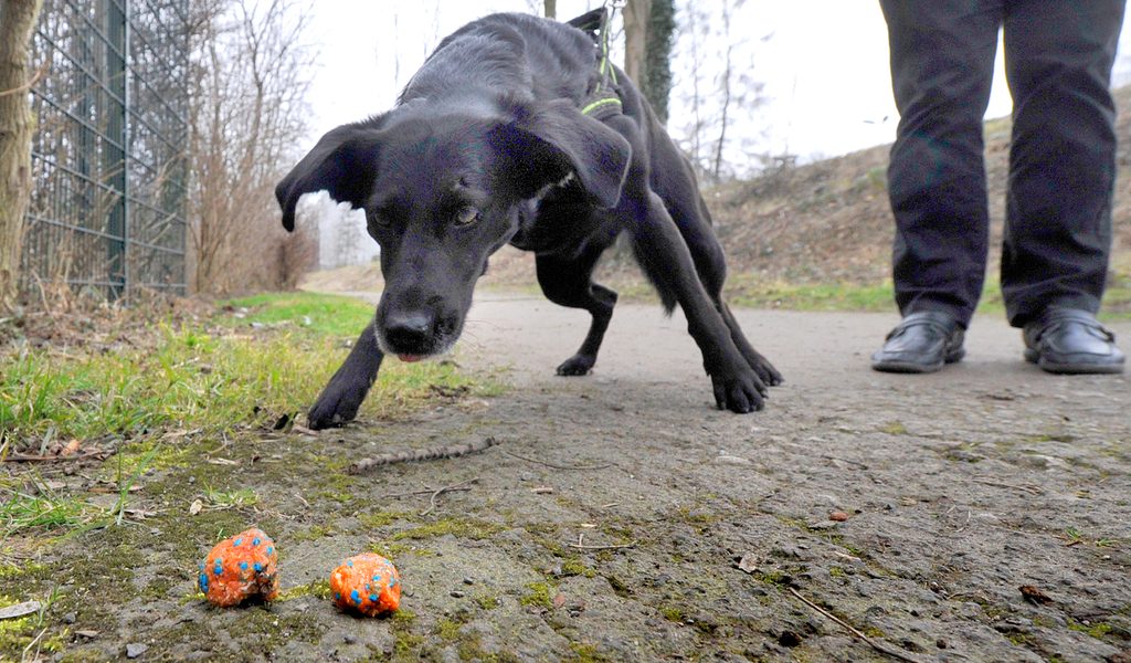 Fiese-Hundek-der-Falle-Polizei-spricht-Warnung-aus
