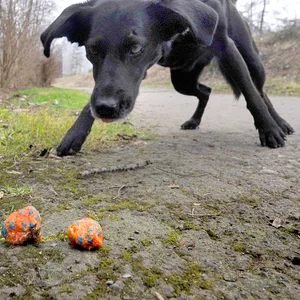 Hund an der Leine frisst Hundeköder