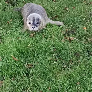 Ein kleiner Seehund auf Abwegen: Kilometer vom nächsten Strand entfernt hat er sich in einen Garten in Tating verirrt. Der Schafbock hat aber auch nichts zu fressen für ihn