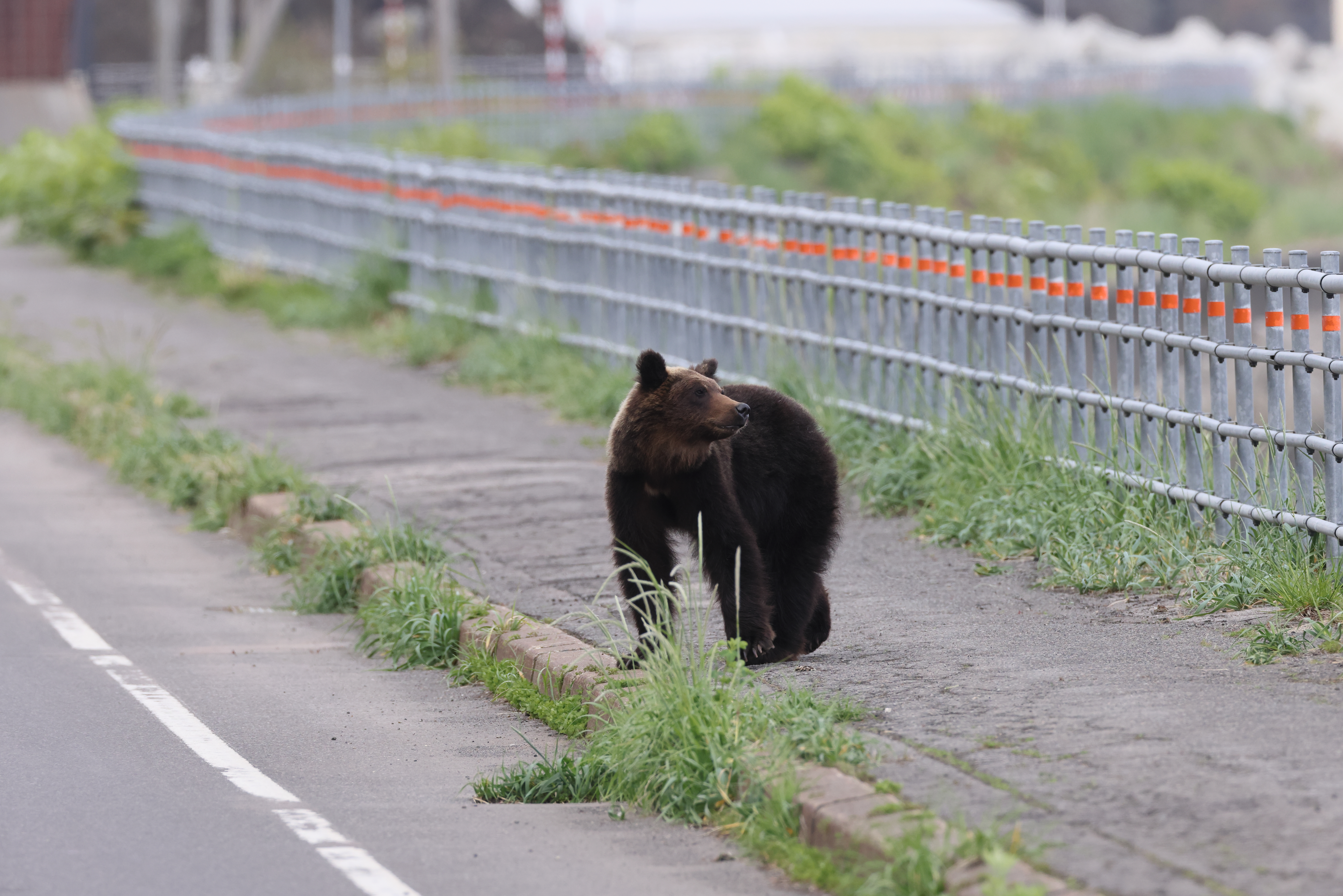 Ein Braunbär streift durch den Shiretoko Nationalpark.