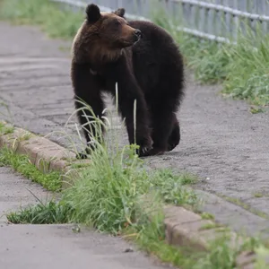 Ein Braunbär streift durch den Shiretoko Nationalpark.