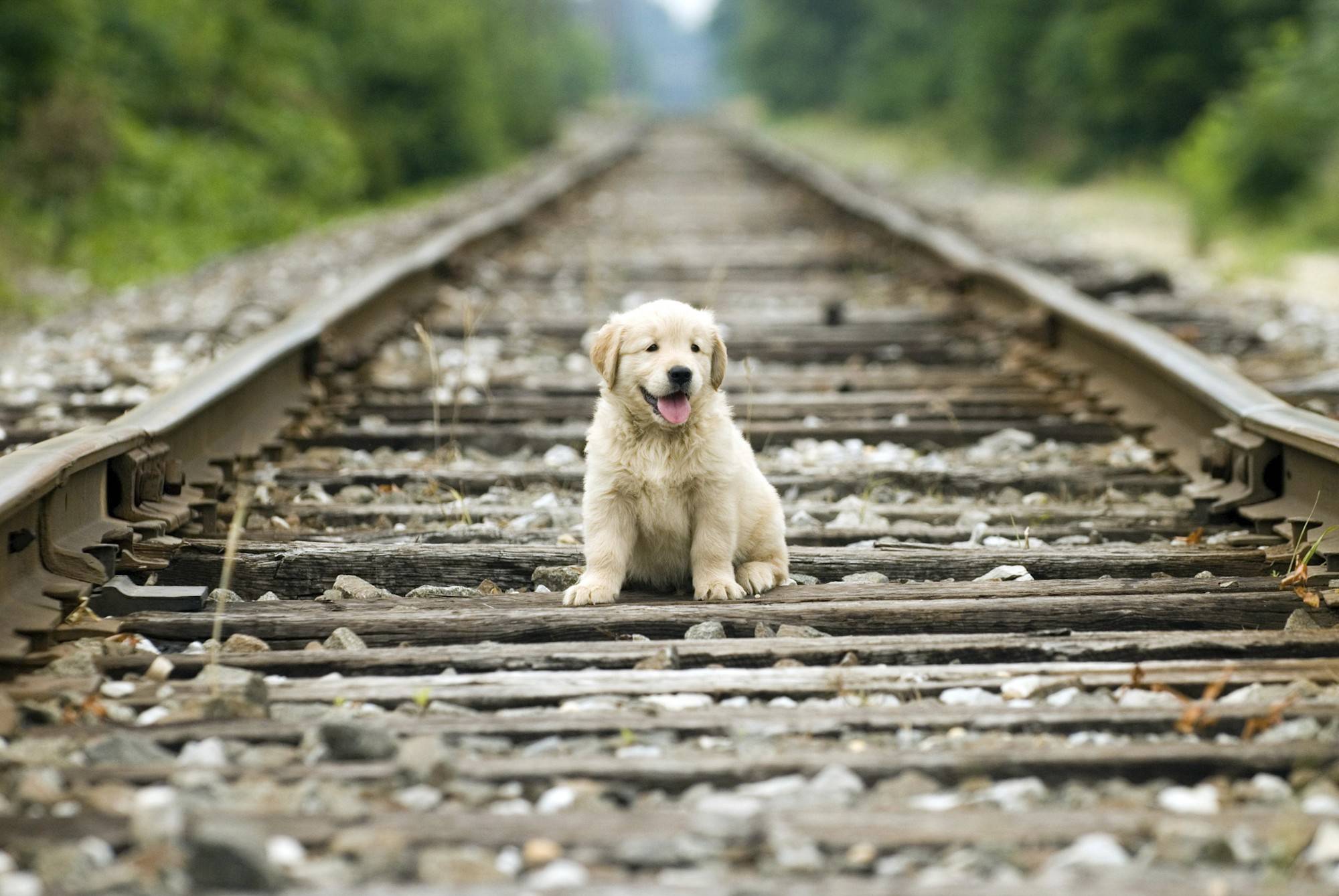 Gassi gehen mit dem Hund, während der Zug spontan anhält? Keine allzu gute Idee (Symbolbild).