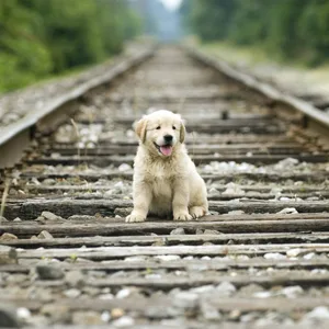 Gassi gehen mit dem Hund, während der Zug spontan anhält? Keine allzu gute Idee (Symbolbild).