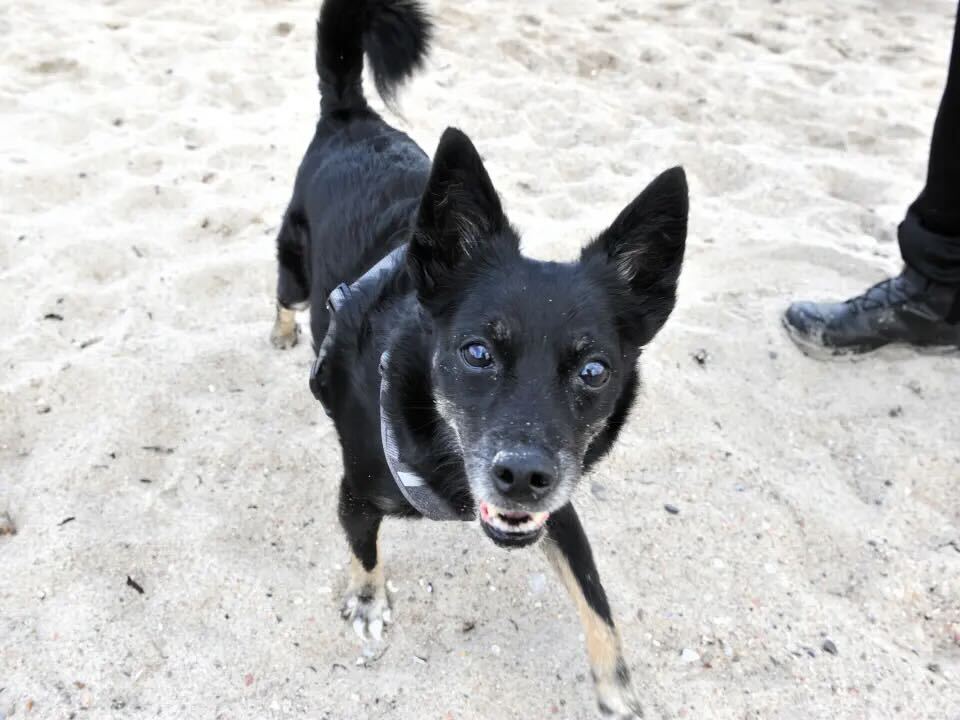Ein Hund am Strand