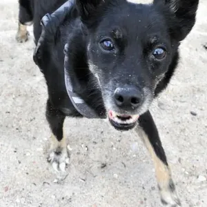 Ein Hund am Strand