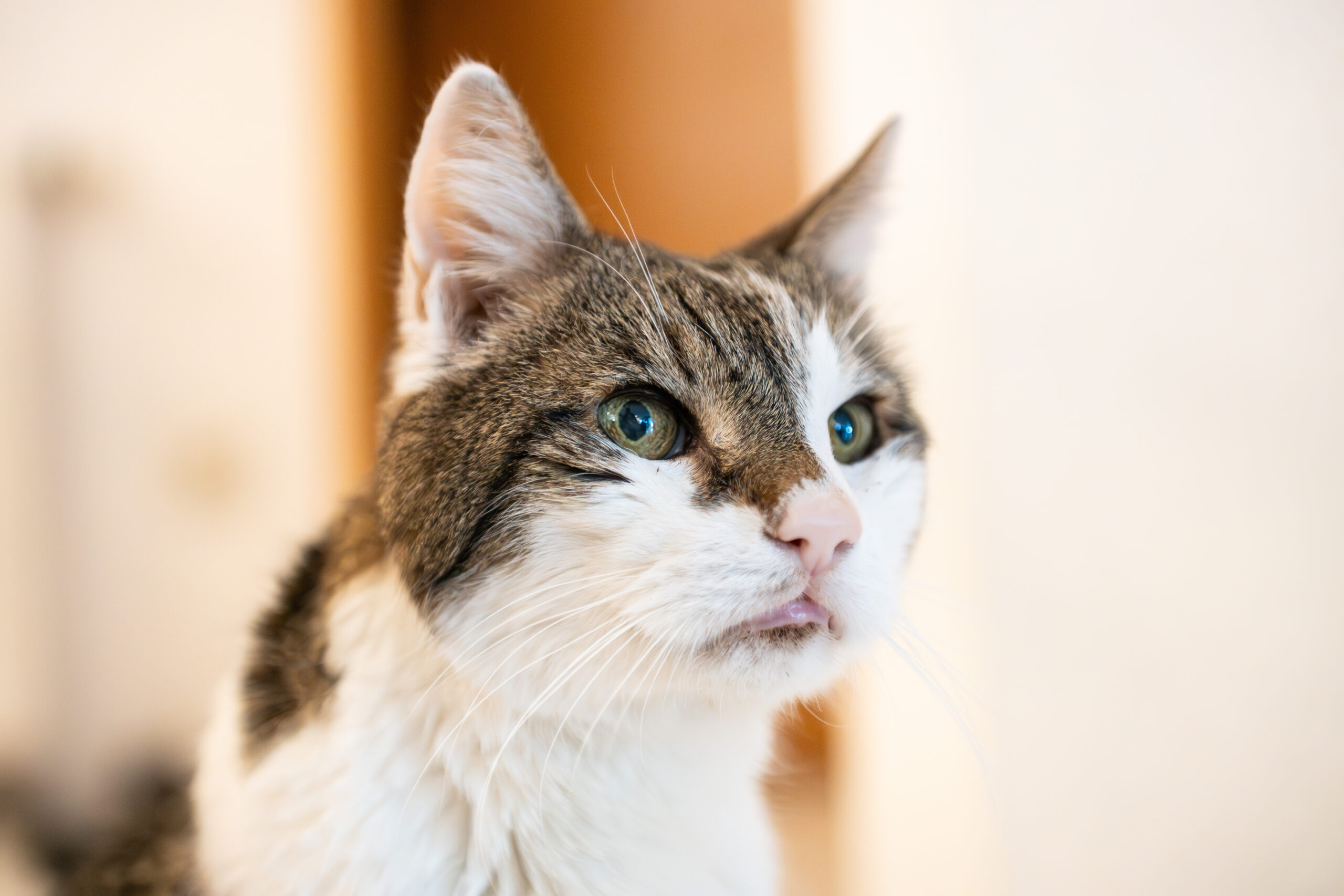 Wegen eines ausgesetzten Katers wurde ein 33-Jähriger aus Schwarzenbek zu einer Geldstrafe verurteilt. (Symbolbild)