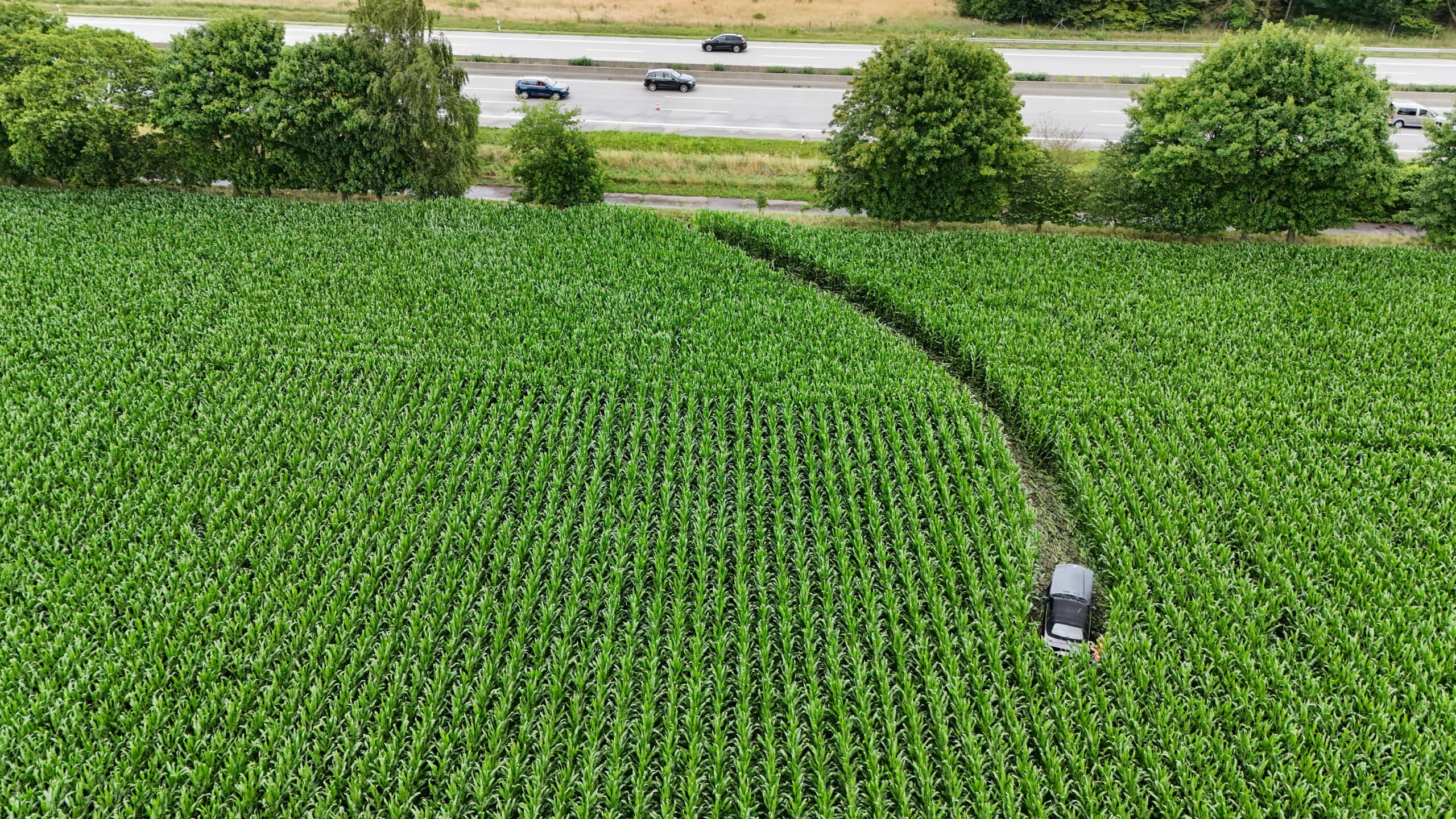 Der Wagen blieb mitten im Maisfeld neben der A7 bei Großenaspe stehen.