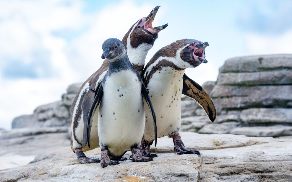Pinguine auf Dach