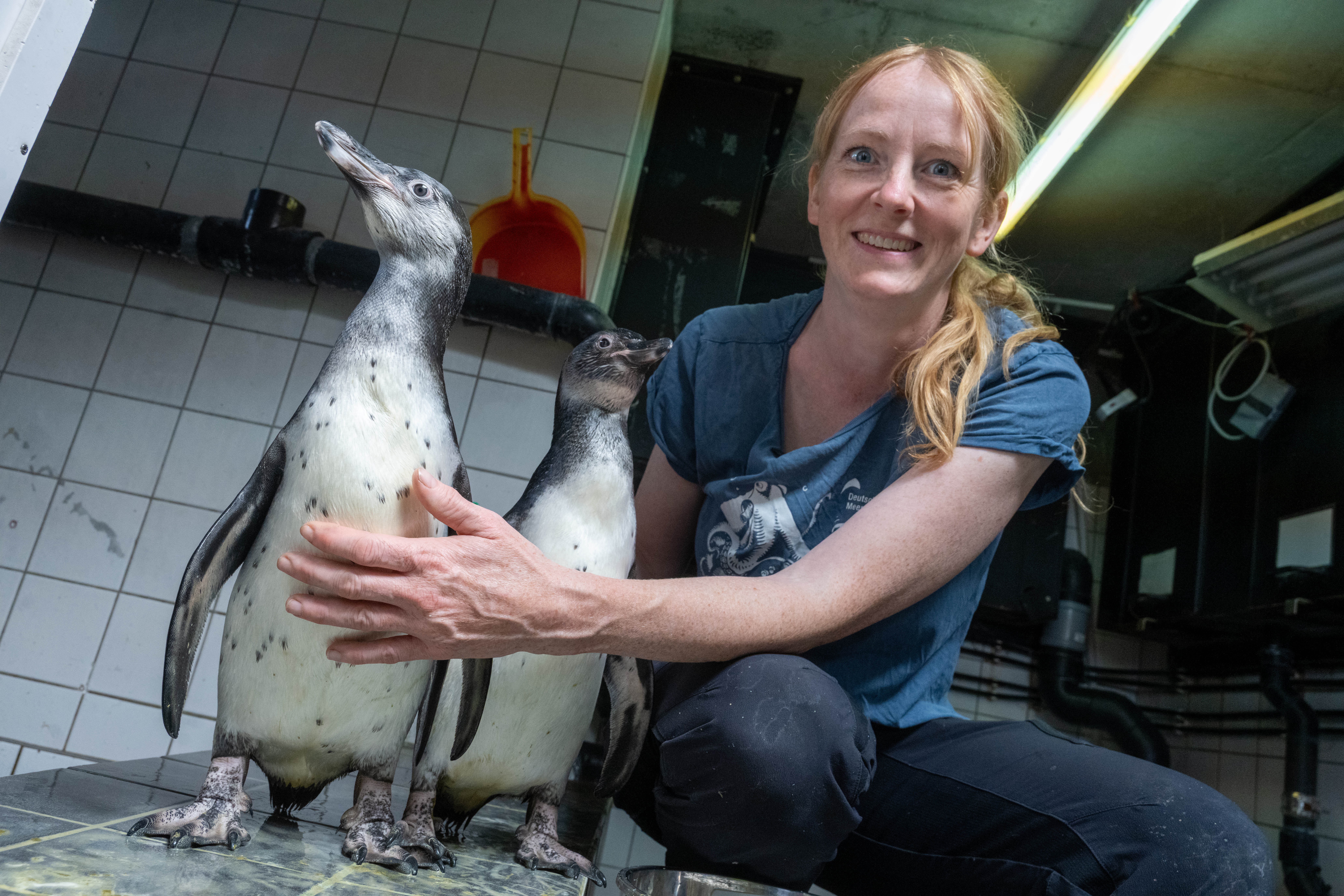 Pinguine, Tierpflegerin