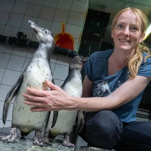 Pinguine, Tierpflegerin
