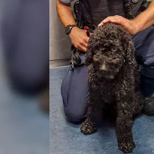 Hund fährt in Hamburg alleine S-Bahn – Bundespolizisten ermitteln Halterin
