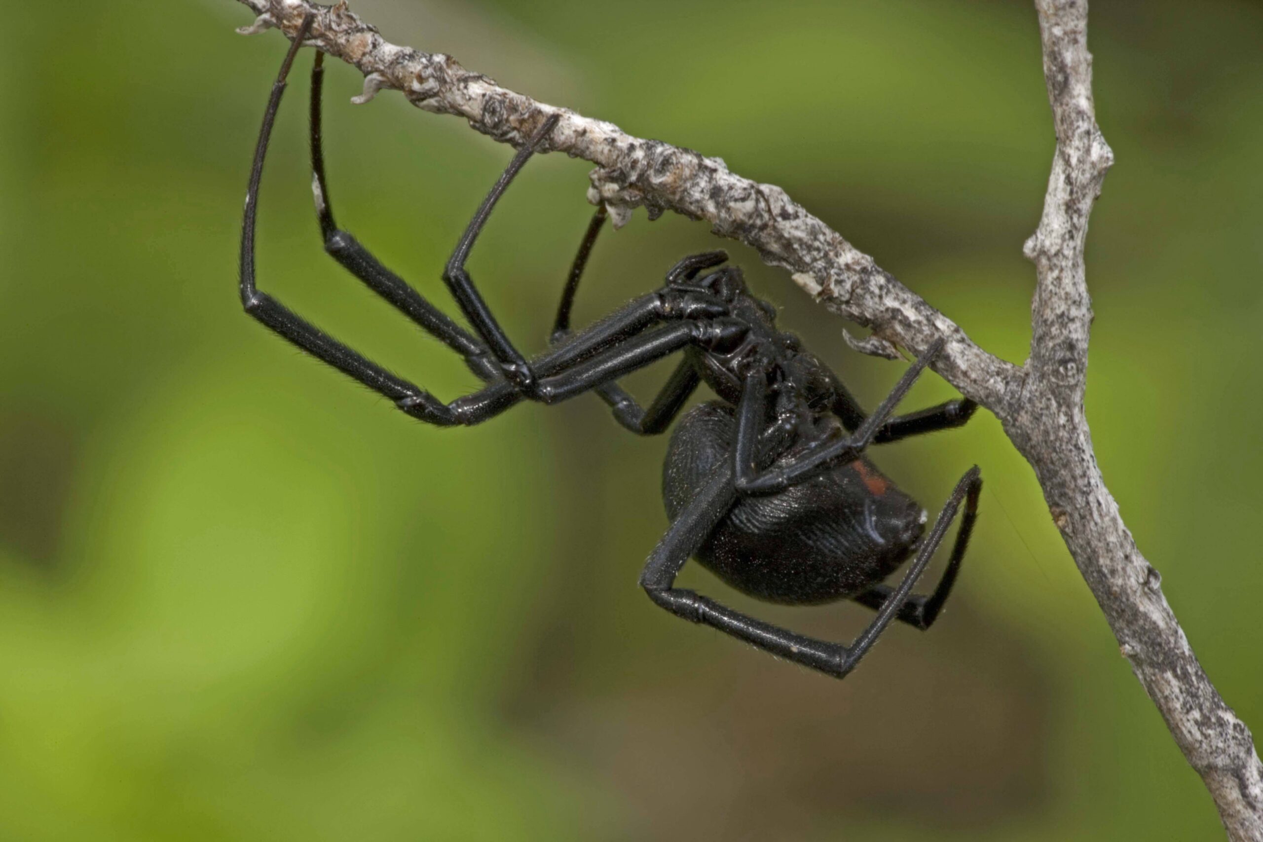 Schwarze Witwe, Krabbeln, Zweig