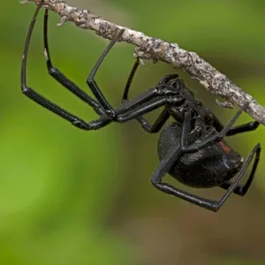 Schwarze Witwe, Krabbeln, Zweig