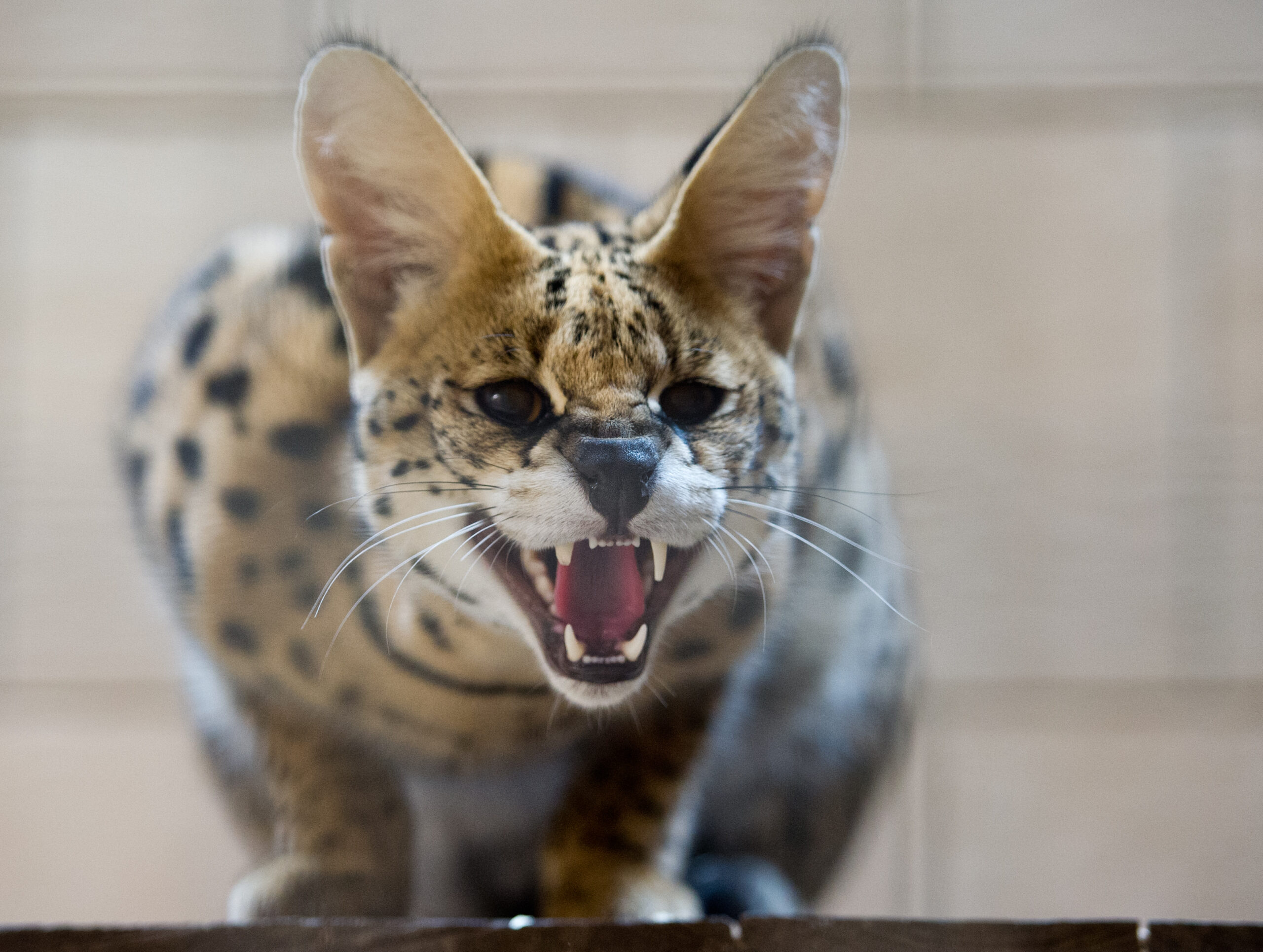 Serval, Raubkatze, entlaufen
