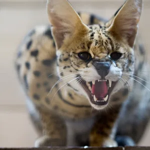 Serval, Raubkatze, entlaufen