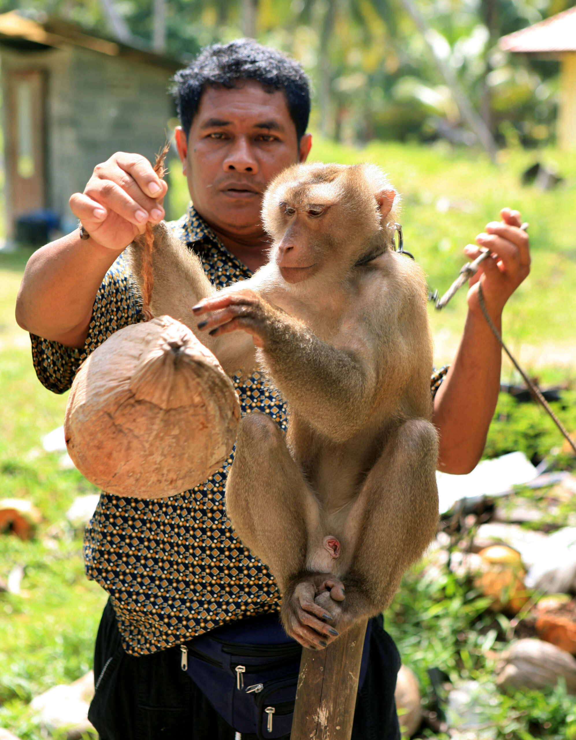 Thailand - Affen ernten Kokosnüsse