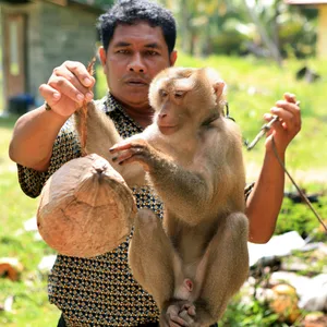 Thailand - Affen ernten Kokosnüsse
