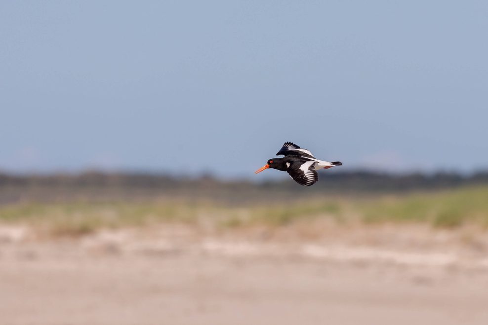 Austernfischer, Flug, Vogelinsel Memmert