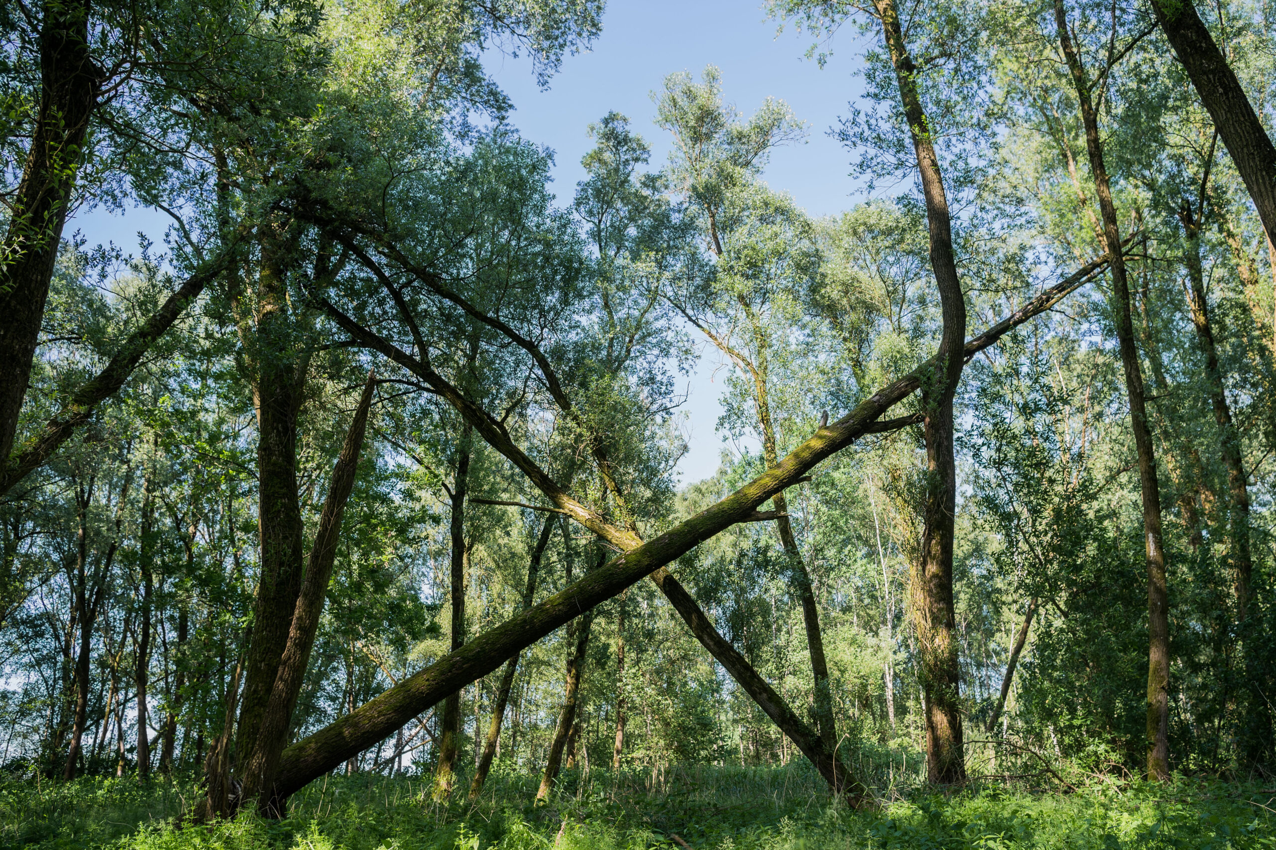 Bäume, Wald
