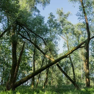 Bäume, Wald