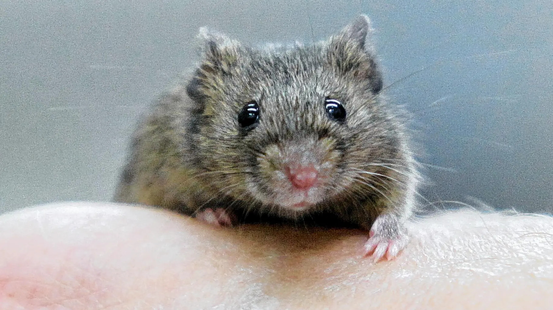 Eine Maus schaut in die Kamera