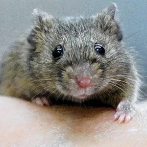 Eine Maus schaut in die Kamera