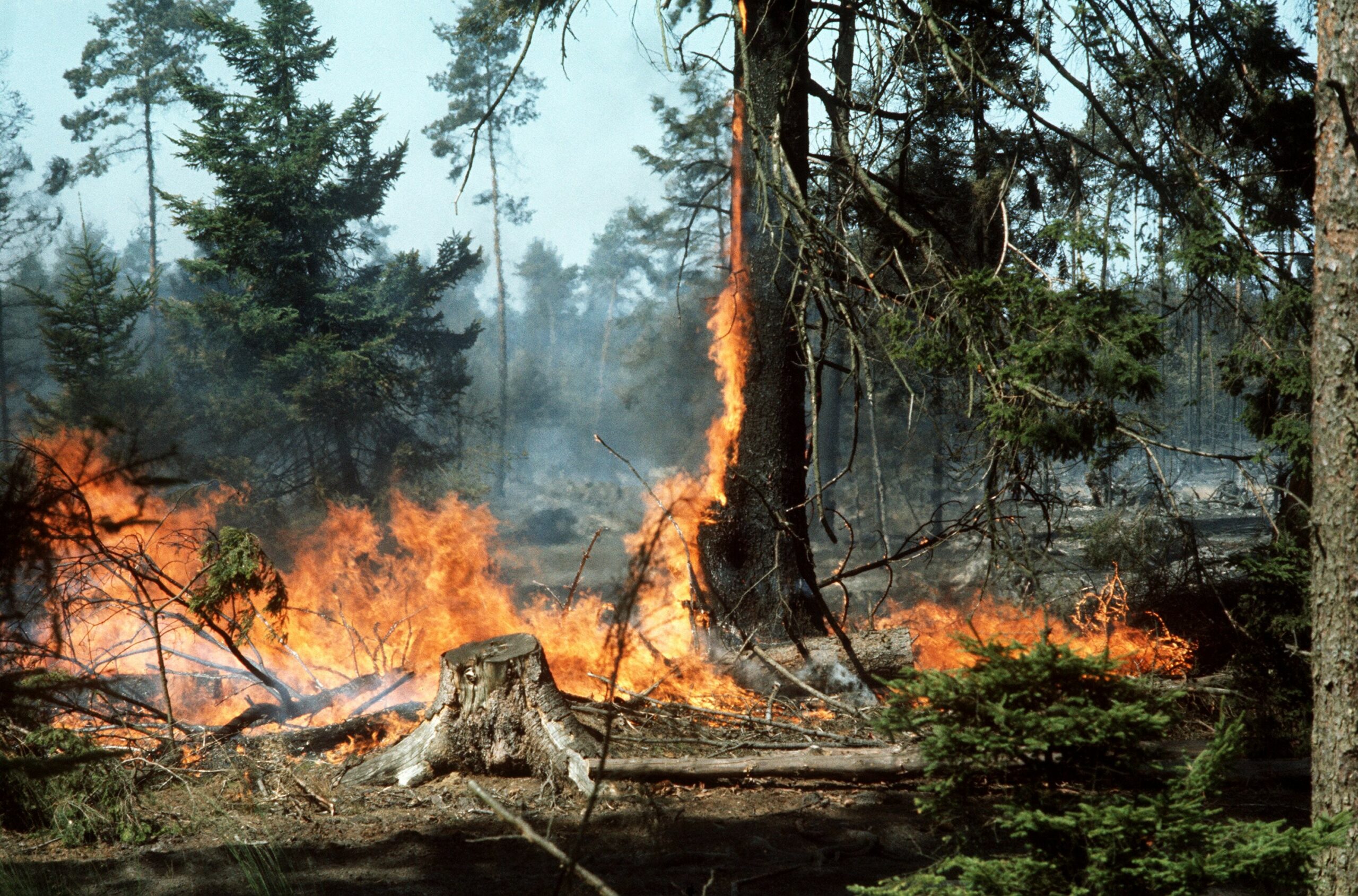 Waldbrand