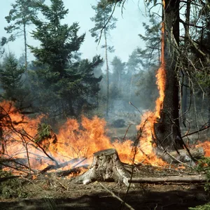 Waldbrand
