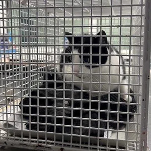 Ungewöhnlicher Fahrgast in Regionalbahn nach Hamburg – Bundespolizei nimmt Katze in Gewahrsam