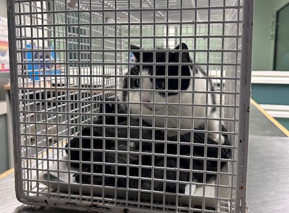 Ungewöhnlicher Fahrgast in Regionalbahn nach Hamburg – Bundespolizei nimmt Katze in Gewahrsam