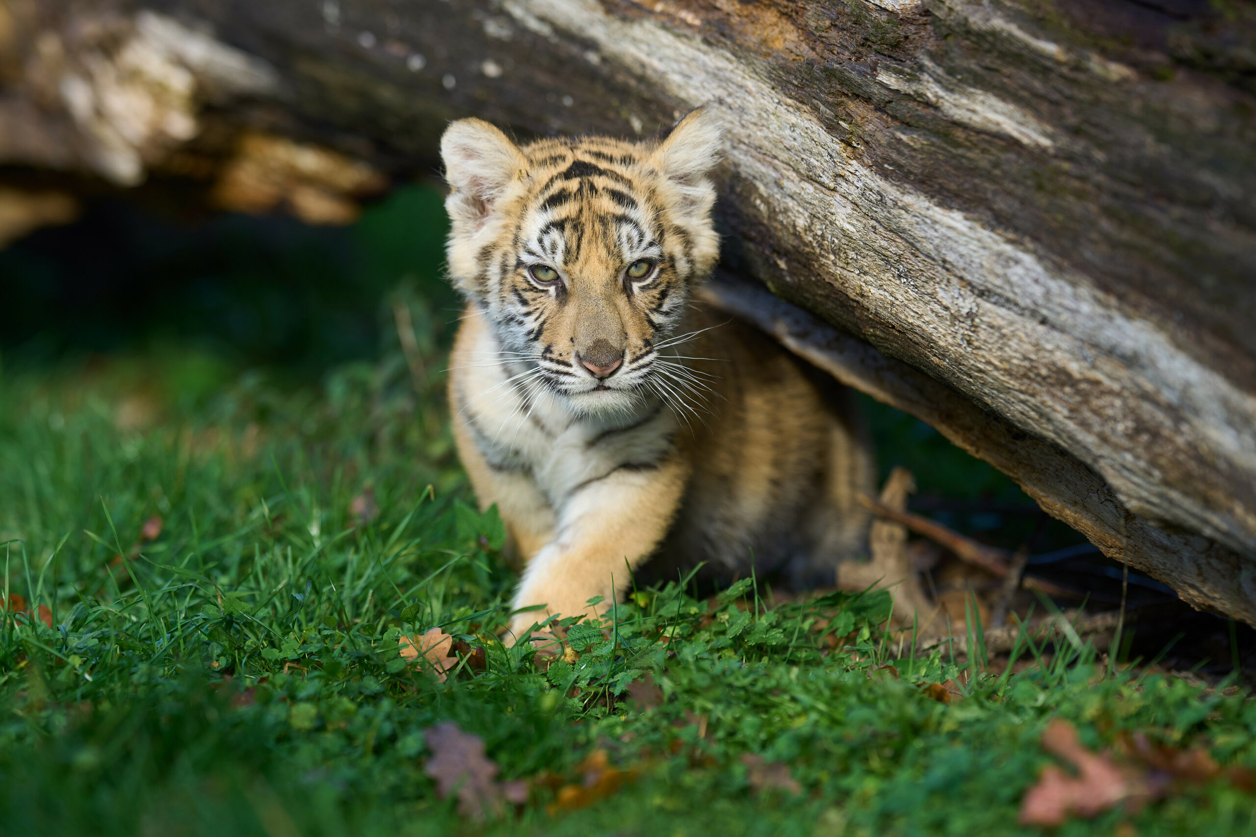 Ein Tigerbaby