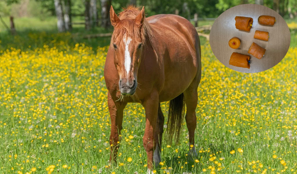 Ein Pferd und Karottenstücke mit Nadeln