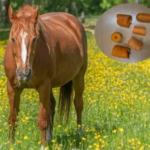 Ein Pferd und Karottenstücke mit Nadeln
