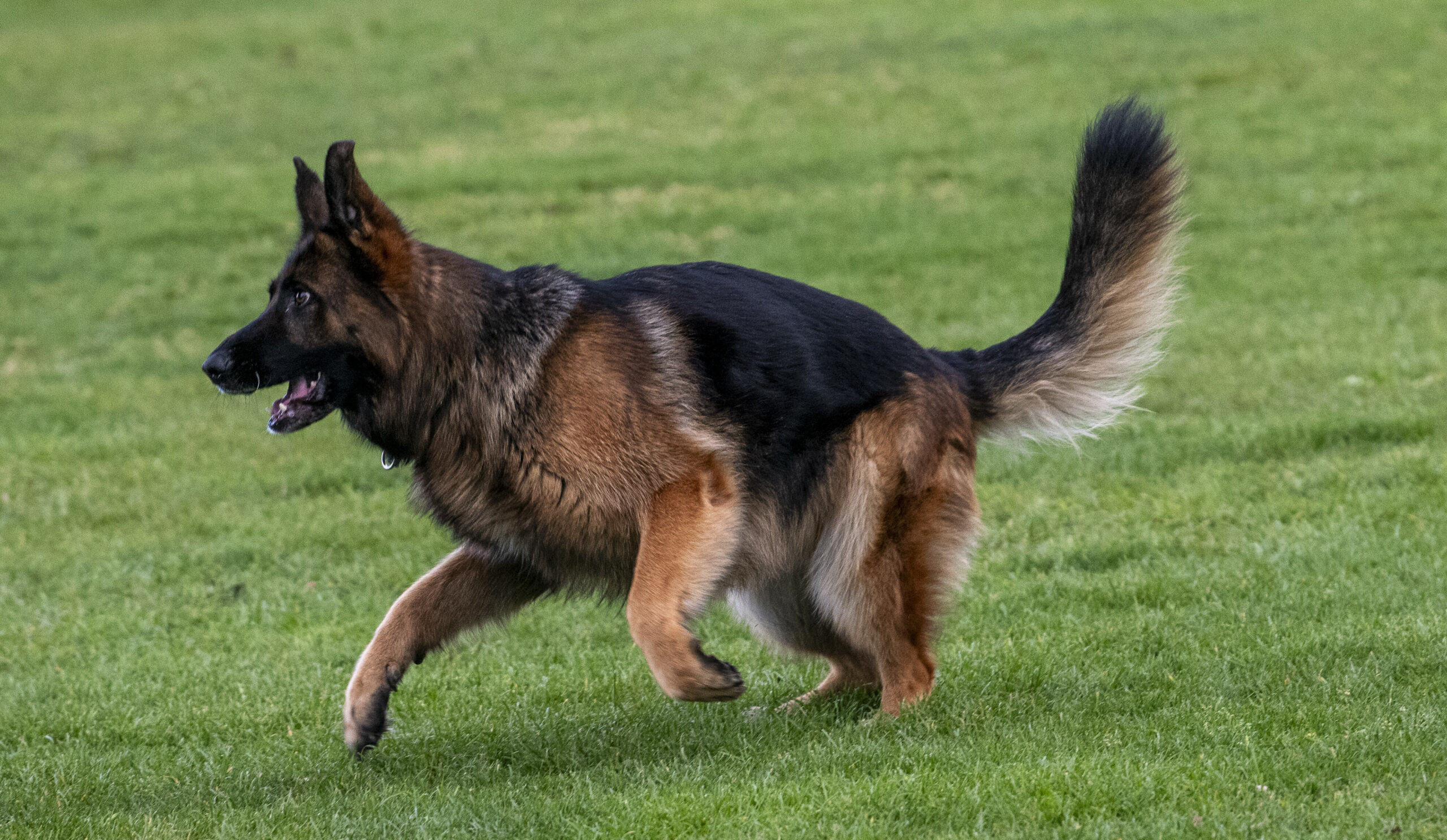 Ein Schäferhund (Symbolfoto).